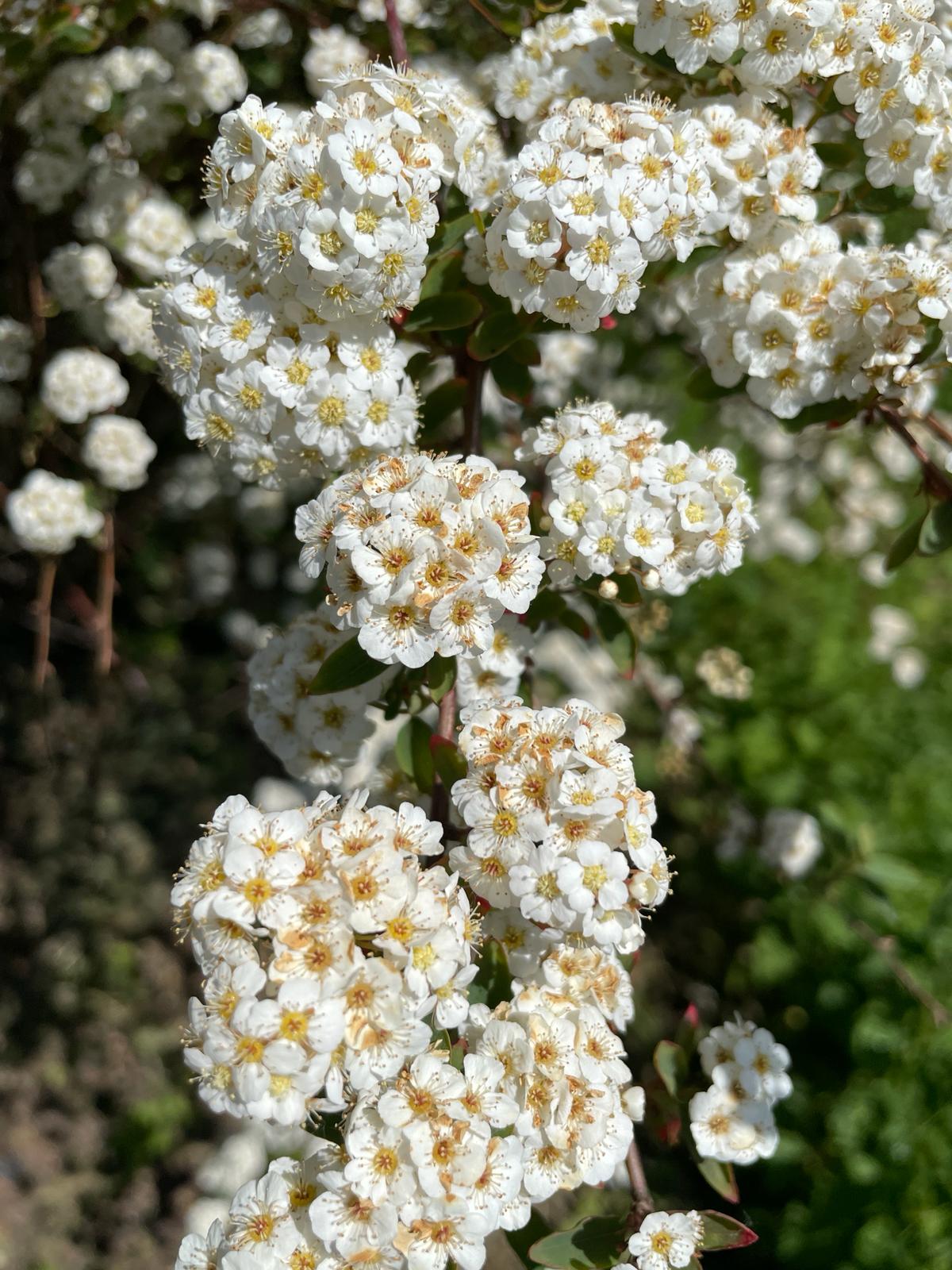 Obstgehölze